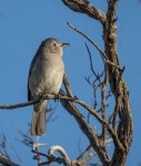 Golden Whistler